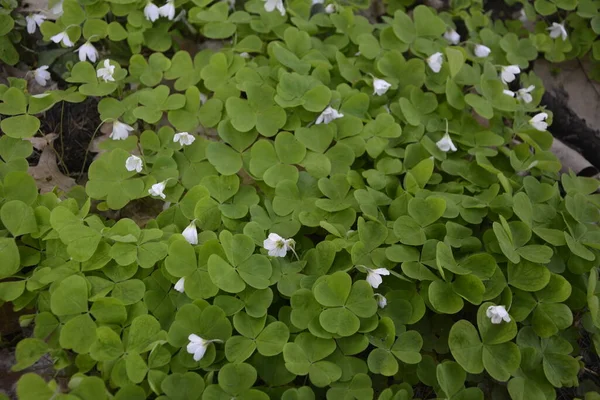 Oxalis Acetosella Bosque Plantas Primavera Ucrania Floración Las Primeras Flores — Foto de Stock