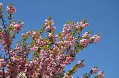 Pembe sakura 'nın yakından görüntüsü dalda yapraklar ile çiçek açar. Pembe kiraz çiçekleri. Daldaki güzel pembe badem çiçeklerinin yakın plan görüntüsü..