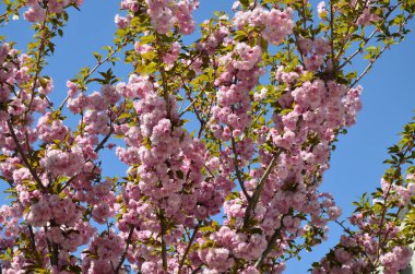 Pembe sakura 'nın yakından görüntüsü dalda yapraklar ile çiçek açar. Pembe kiraz çiçekleri. Daldaki güzel pembe badem çiçeklerinin yakın plan görüntüsü..