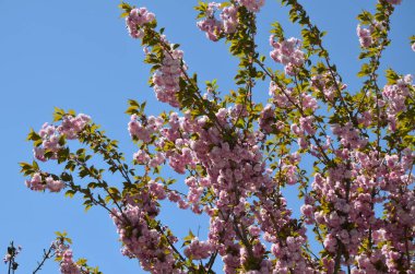 Pembe sakura 'nın yakından görüntüsü dalda yapraklar ile çiçek açar. Pembe kiraz çiçekleri. Daldaki güzel pembe badem çiçeklerinin yakın plan görüntüsü..