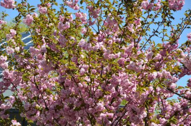 Pembe sakura 'nın yakından görüntüsü dalda yapraklar ile çiçek açar. Pembe kiraz çiçekleri. Daldaki güzel pembe badem çiçeklerinin yakın plan görüntüsü..