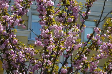 Pembe sakura 'nın yakından görüntüsü dalda yapraklar ile çiçek açar. Pembe kiraz çiçekleri. Daldaki güzel pembe badem çiçeklerinin yakın plan görüntüsü..