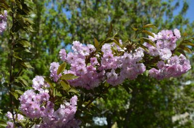Pembe sakura 'nın yakından görüntüsü dalda yapraklar ile çiçek açar. Pembe kiraz çiçekleri. Daldaki güzel pembe badem çiçeklerinin yakın plan görüntüsü..
