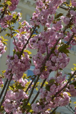 Pembe sakura 'nın yakından görüntüsü dalda yapraklar ile çiçek açar. Pembe kiraz çiçekleri. Daldaki güzel pembe badem çiçeklerinin yakın plan görüntüsü..