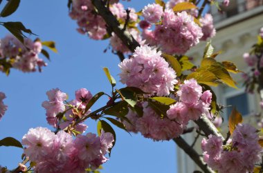 Pembe sakura 'nın yakından görüntüsü dalda yapraklar ile çiçek açar. Pembe kiraz çiçekleri. Daldaki güzel pembe badem çiçeklerinin yakın plan görüntüsü..