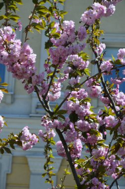 Pembe sakura 'nın yakından görüntüsü dalda yapraklar ile çiçek açar. Pembe kiraz çiçekleri. Daldaki güzel pembe badem çiçeklerinin yakın plan görüntüsü..