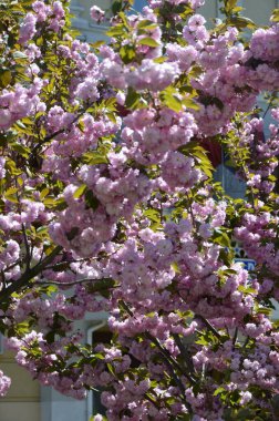 Pembe sakura 'nın yakından görüntüsü dalda yapraklar ile çiçek açar. Pembe kiraz çiçekleri. Daldaki güzel pembe badem çiçeklerinin yakın plan görüntüsü..