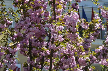 Pembe sakura 'nın yakından görüntüsü dalda yapraklar ile çiçek açar. Pembe kiraz çiçekleri. Daldaki güzel pembe badem çiçeklerinin yakın plan görüntüsü..