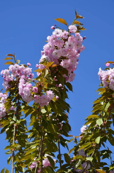 Detailní Záběr Růžového Sakura Květu Listy Větvičce Růžové Třešňové Květy — Stock fotografie