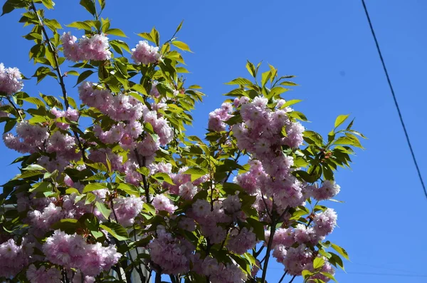 Primo Piano Colpo Rosa Sakura Fioritura Con Foglie Branch Pink — Foto Stock