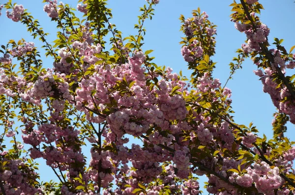 Closeup Tiro Flor Sakura Rosa Com Folhas Ramificação Pink Cherry — Fotografia de Stock