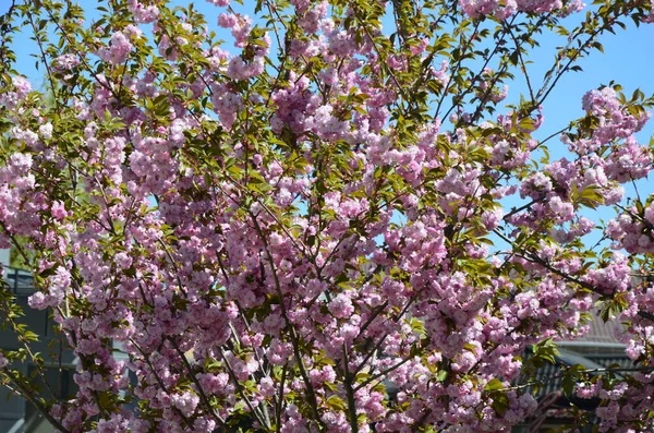 Closeup Tiro Flor Sakura Rosa Com Folhas Ramificação Pink Cherry — Fotografia de Stock