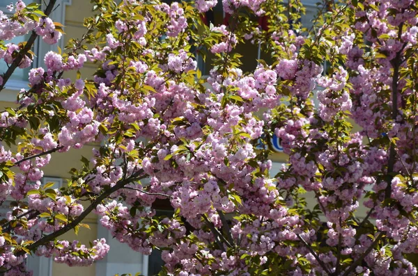 Gros Plan Fleur Sakura Rose Avec Des Feuilles Sur Branche — Photo