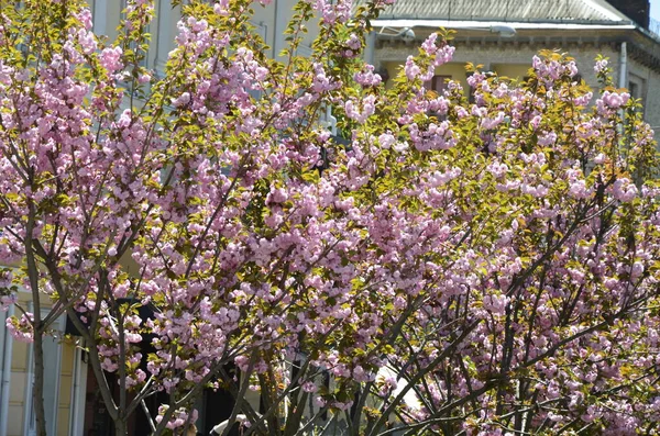 Nahaufnahme Von Rosa Sakura Blühen Mit Blättern Auf Branch Pink — Stockfoto