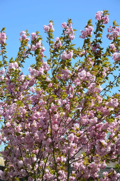 Gros Plan Fleur Sakura Rose Avec Des Feuilles Sur Branche — Photo