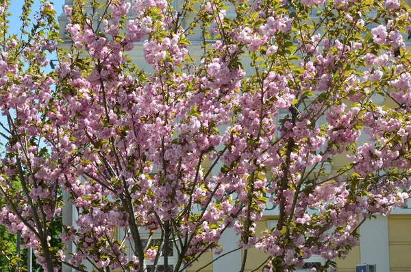Gros Plan Fleur Sakura Rose Avec Des Feuilles Sur Branche — Photo