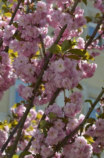 Gros Plan Fleur Sakura Rose Avec Des Feuilles Sur Branche — Photo