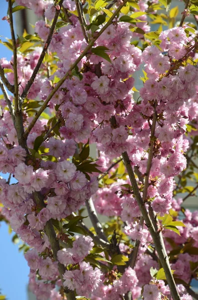 Gros Plan Fleur Sakura Rose Avec Des Feuilles Sur Branche — Photo