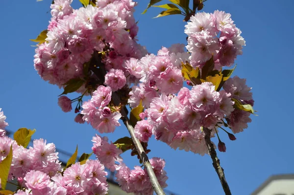 Closeup Tiro Flor Sakura Rosa Com Folhas Ramificação Pink Cherry — Fotografia de Stock