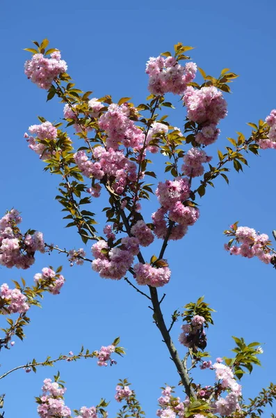 Closeup Shot Pink Sakura Bloom Leaves Branch Pink Cherry Blossoms — Stock Photo, Image