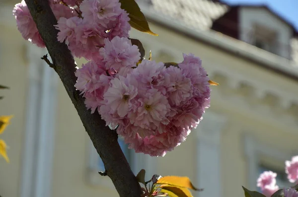 Gros Plan Fleur Sakura Rose Avec Des Feuilles Sur Branche — Photo