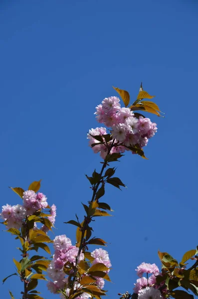 Zbliżenie Strzał Różowy Sakura Kwiat Liśćmi Gałązce Różowe Kwiaty Wiśniowe — Zdjęcie stockowe