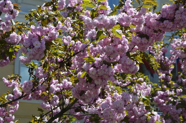 Closeup Tiro Flor Sakura Rosa Com Folhas Ramificação Pink Cherry — Fotografia de Stock