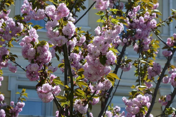 Gros Plan Fleur Sakura Rose Avec Des Feuilles Sur Branche — Photo