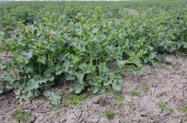 Tecavüz alanında çiçek açmadan önce henüz açılmamış tomurcuk tomurcukları olan yeşil, genç bir kolza tohumu bitkisi. Çiçek açan bir bitki, kolza tohumu eken bir bitki.