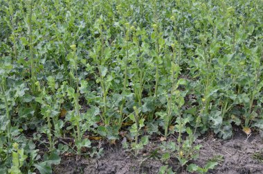 Tecavüz alanında çiçek açmadan önce henüz açılmamış tomurcuk tomurcukları olan yeşil, genç bir kolza tohumu bitkisi. Çiçek açan bir bitki, kolza tohumu eken bir bitki.