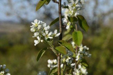 Amelanchier lamarckii yaprak döken çalı, bir grup beyaz çiçek ve yapraklar çiçek açmış dallarda, karlı mezgit bitkisi ekimi
