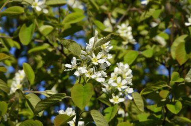 Amelanchier lamarckii yaprak döken çalı, bir grup beyaz çiçek ve yapraklar çiçek açmış dallarda, karlı mezgit bitkisi ekimi
