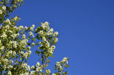 Amelanchier lamarckii yaprak döken çalı, bir grup beyaz çiçek ve yapraklar çiçek açmış dallarda, karlı mezgit bitkisi ekimi