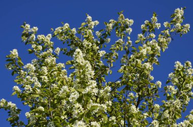 Amelanchier lamarckii yaprak döken çalı, bir grup beyaz çiçek ve yapraklar çiçek açmış dallarda, karlı mezgit bitkisi ekimi