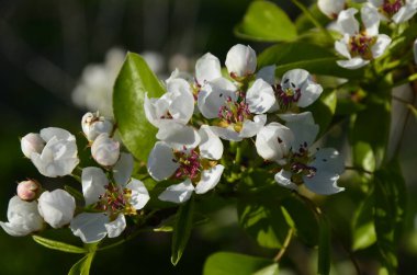 Çiçek açmış armut ağacı. Bahar başında armut çiçeği. Armut ağacının taze bahar dalları, mavi bahar gökyüzünde açan armut ağacı..