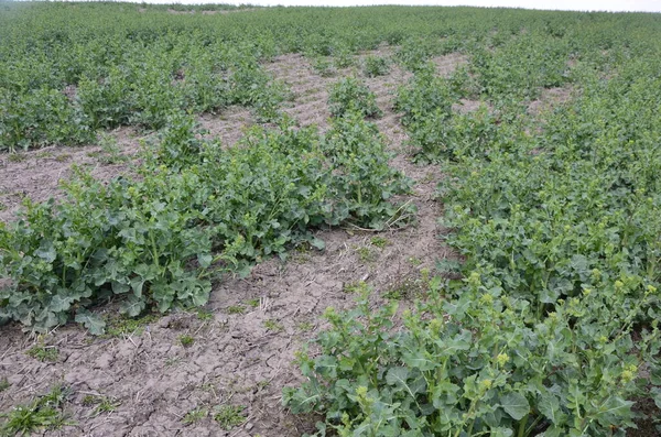 Tecavüz alanında çiçek açmadan önce henüz açılmamış tomurcuk tomurcukları olan yeşil, genç bir kolza tohumu bitkisi. Çiçek açan bir bitki, kolza tohumu eken bir bitki.