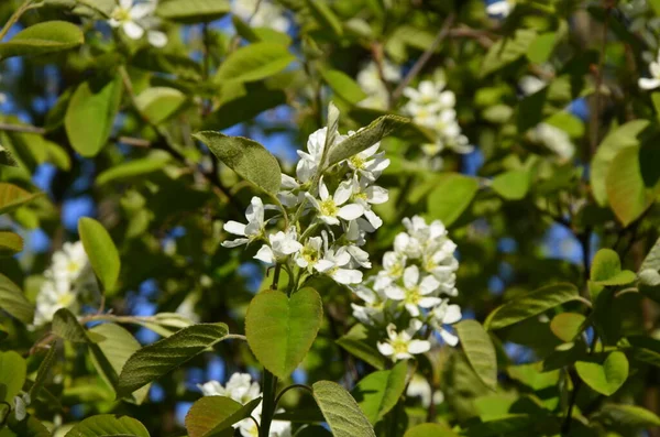 Amelanchier Lamarckii Deciduous Flowering Shrub Group White Flowers Leaves Branches — стоковое фото