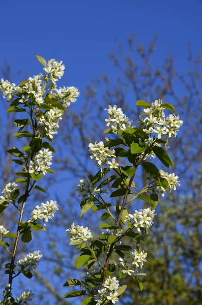 Amelanchier Lamarckii Sommerblühender Strauch Gruppe Weißer Blüten Und Blätter Blühenden — Stockfoto