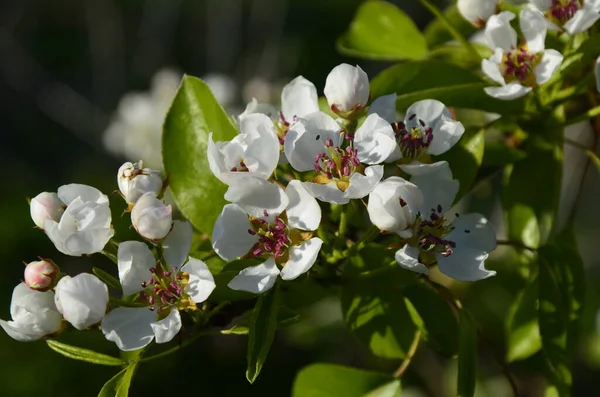 花に梨の木 早春に 梨の花を咲かせます 梨の木の新鮮な春の枝青い春の空に向かって咲く梨の木 — ストック写真