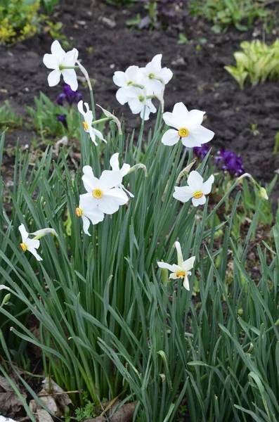 ナルシソスの白い花を咲かせるポエティカスは詩人のダフォジル 詩人のナルシス ナルギス キジの目 指の花 ピンクスターユリなどとも呼ばれています — ストック写真
