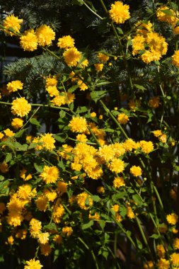 Parlak ve güneşli bahar botaniği - sarı Japon kerria gülü (kerria japonica)