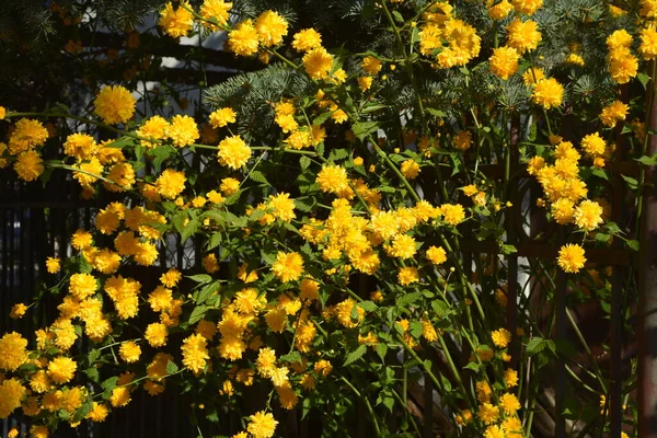 Lys Solrig Forårsbotanik Blomstring Gul Japansk Kerria Rose Kerria Japonica - Stock-foto