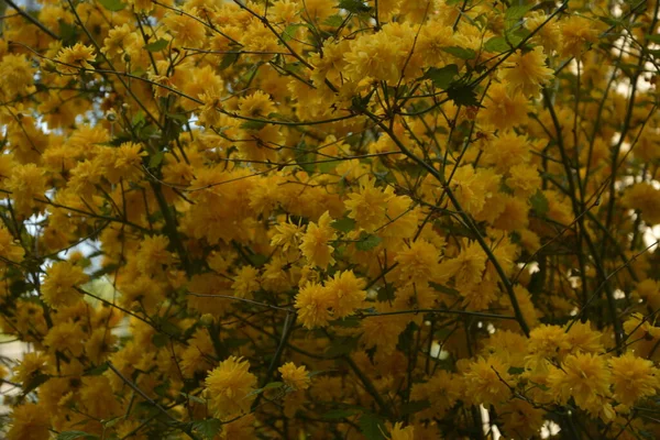 Fényes Napos Tavaszi Botanika Virágzó Sárga Japán Kerria Rózsa Kerria — Stock Fotó