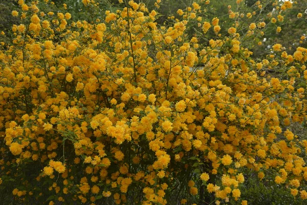 Fényes Napos Tavaszi Botanika Virágzó Sárga Japán Kerria Rózsa Kerria — Stock Fotó
