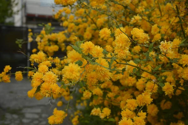 Heldere Zonnige Lente Plantkunde Bloei Van Gele Japanse Kerria Roos — Stockfoto