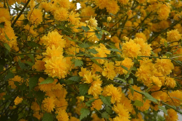 Botanica Primaverile Luminosa Soleggiata Fioritura Kerria Gialla Giapponese Rosa Kerria — Foto Stock