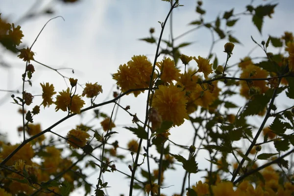 Botanique Printanière Lumineuse Ensoleillée Floraison Rose Kérria Japonaise Jaune Kerria — Photo