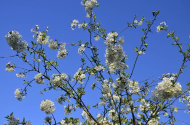 Prunus cerasus çiçek açan ağaç çiçekleri, bir grup güzel beyaz yaprak tartı, çiçek açan kiraz çiçekleri. Doğanın güzel bahar soyut arkaplanı. Ağaç dalında bahar beyaz çiçekleri.