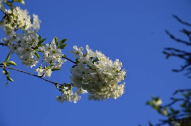 Prunus cerasus çiçek açan ağaç çiçekleri, bir grup güzel beyaz yaprak tartı, çiçek açan kiraz çiçekleri. Doğanın güzel bahar soyut arkaplanı. Ağaç dalında bahar beyaz çiçekleri.