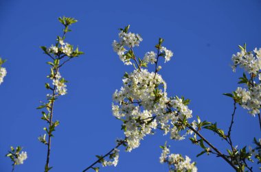 Prunus cerasus çiçek açan ağaç çiçekleri, bir grup güzel beyaz yaprak tartı, çiçek açan kiraz çiçekleri. Doğanın güzel bahar soyut arkaplanı. Ağaç dalında bahar beyaz çiçekleri.